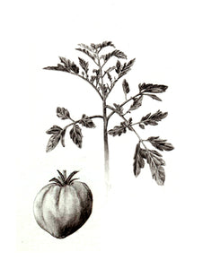 Tomate
